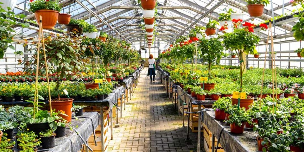 The Ultimate Guide to Plant Nurseries: A Green Thumb’s Paradise